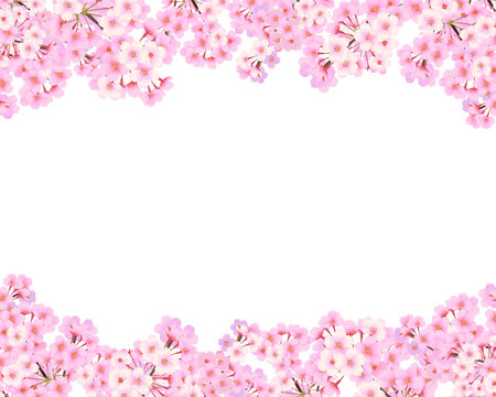 桜　背景素材　12