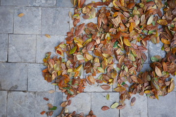 autumn leaves on wooden background