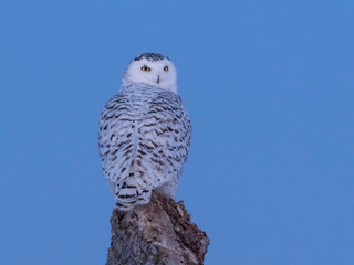 Female snowy owl at dusk