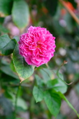 Trees are growing, cracking young leaves and flowering in the garden.