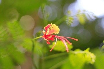 Trees are growing, cracking young leaves and flowering in the garden.