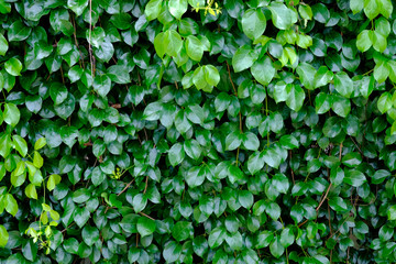 Green leaf texture, Ecology background