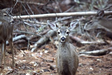 young black tailed buck in forest