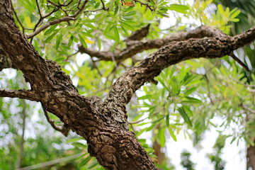 Trees are growing, cracking young leaves and flowering in the garden.