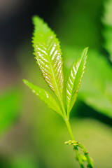 Trees are growing, cracking young leaves and flowering in the garden.