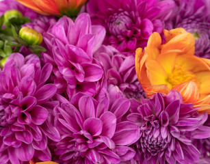 Purple and orange dahlia flower background 