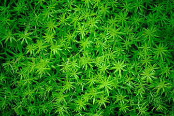 Green leaf Nature wall texture