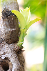 Trees are growing, cracking young leaves and flowering in the garden.