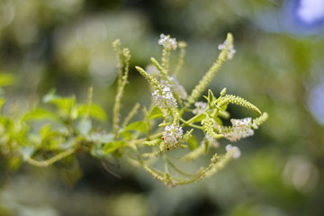 Trees are growing, cracking young leaves and flowering in the garden.