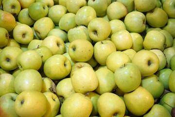 Fresh picked green apples background in the harvest season