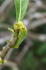 Moth Caterpillar biting and eating leaf, Green worm on tree