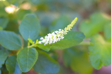 Trees are growing, cracking young leaves and flowering in the garden.