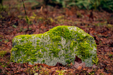 moss covered stone 