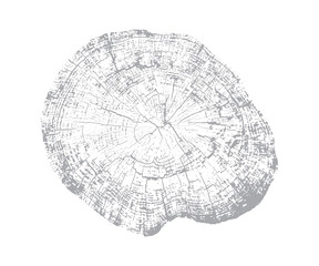 Wood texture of growth ring pattern from a slice of tree. Cut light gray wooden stump isolated on white.