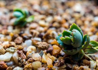 Small buds of kalanchoe fall and sprout up on the gravel