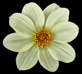 Natural white-yellow Dahlia Flower isolated on black background. For design. Closeup. Nature.