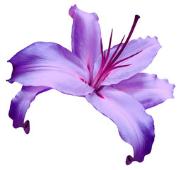 Fototapeta na wymiar Violet flower lily on white isolated background with clipping path no shadows. Closeup. Flower for design, texture, background, frame, wrapper. Close-up. Nature.