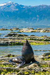 Naklejka premium Mała foczka grająca na skale na wybrzeżu, morskie zwierzę