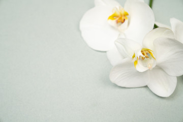 Fototapeta na wymiar White orchids on light green background 