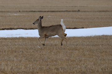 deer running