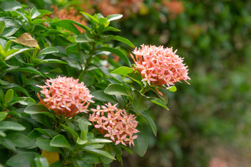 Ixora flowers in the garden