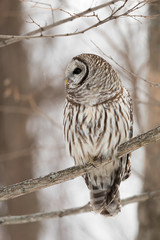 Barred Owl with a beautiful eyes  perching on a tree