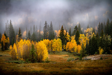 Incredible misty autumn or early winter view of gorgeous pine, birch and aspen trees in a forest in...