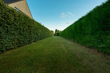 tree tunnel leaving into the distance