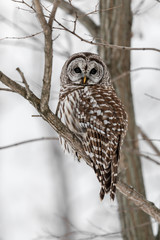 Barred Owl with a beautiful eyes  perching on a tree