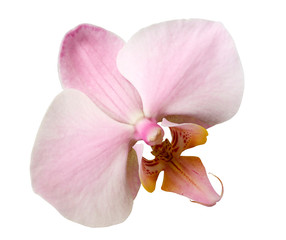 Fototapeta na wymiar phalaenopsis light pink flower, white isolated background with clipping path. Closeup. no shadows. for design. Nature.