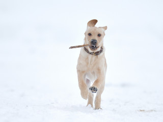 running, playing labrador puppy in winter