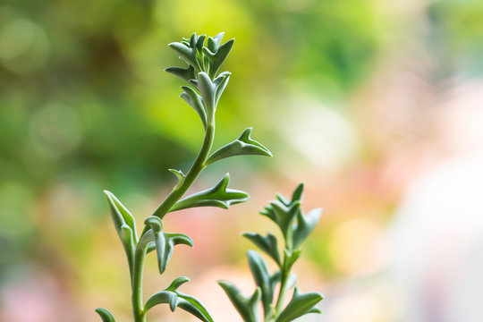 Dolphin Succulents plant (Senecio peregrinus) Dolphin necklace.