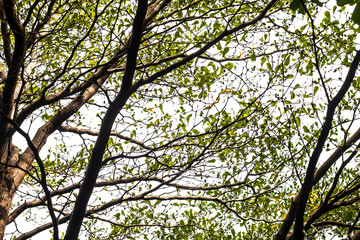 Tree branch on sky background.