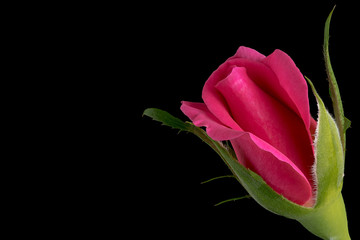Pink Rose Flower Isolated on Black Background 