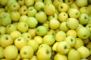 Fresh picked green apples background in the harvest season