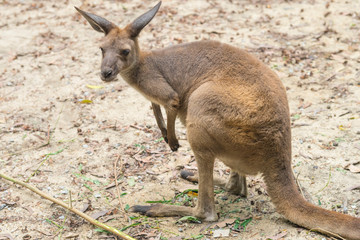 kangaroo is standing in the middle of a paddock © bennnn