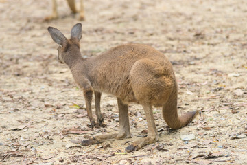 kangaroo is standing in the middle of a paddock © bennnn