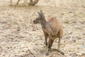 kangaroo is standing in the middle of a paddock © bennnn