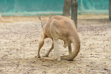 kangaroo is standing in the middle of a paddock © bennnn