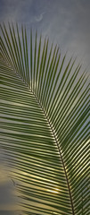 Setting Sun peeks through Coconut Tree Leaves