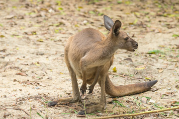 kangaroo is standing in the middle of a paddock © bennnn