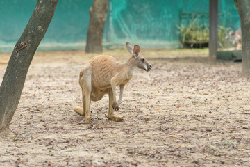 kangaroo is standing in the middle of a paddock © bennnn