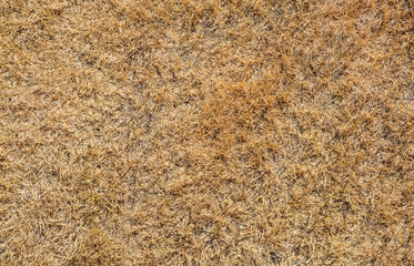 Texture  of brown grass dried on sunlight. Dry grass texture background
