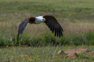 African Fish Eagle