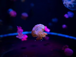 Close-up Jellyfish, Medusa in fish tank with neon light. Jellyfish is free-swimming marine coelenterate with a jellylike bell- or saucer-shaped body that is typically transparent.