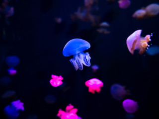 Fototapeta na wymiar Close-up Jellyfish, Medusa in fish tank with neon light. Jellyfish is free-swimming marine coelenterate with a jellylike bell- or saucer-shaped body that is typically transparent.