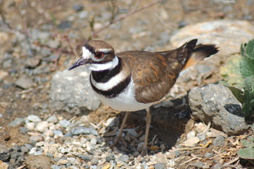 Killdeer Bird