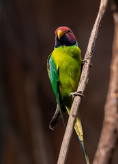 Bright Yellow, Green, and Maroon Plumage on a Plum Crested Parrot on a Branch