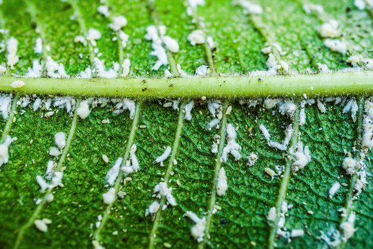 White aphids are close on leaves for background.