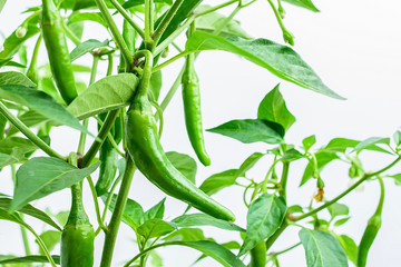 Chili pepper / green pepper growing on the pepper tree